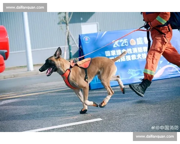 全球狗狗竞技盛会：探索各国犬类明星的精彩对决与文化魅力