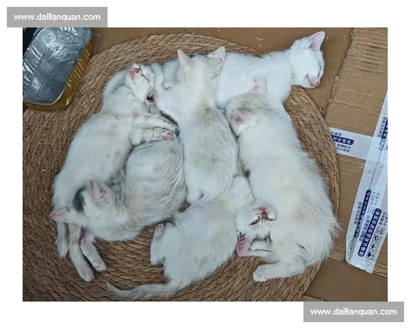 小猫竞技大赛:展现萌宠活力与智慧的精彩对决 小猫竞技大赛:展现萌宠活力与智慧的精彩对决